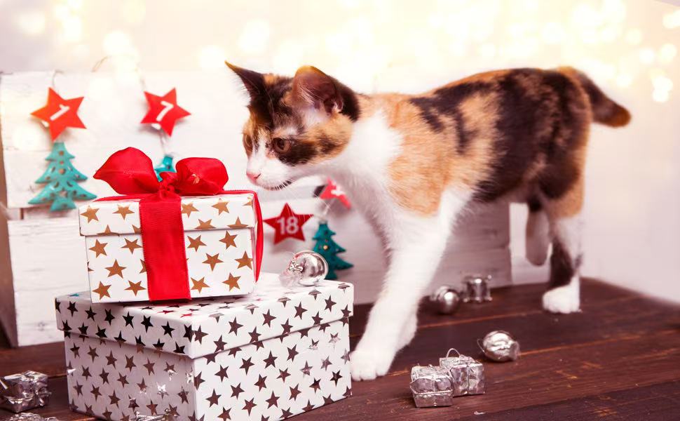 Interactive Windmill Cat Toys with Catnip : Cat Toys for Indoor Cats Funny Kitten Toys with LED Light Ball Suction Cup‖Cat Nip Toy for Cat chew Exercise (Multi-Colored)